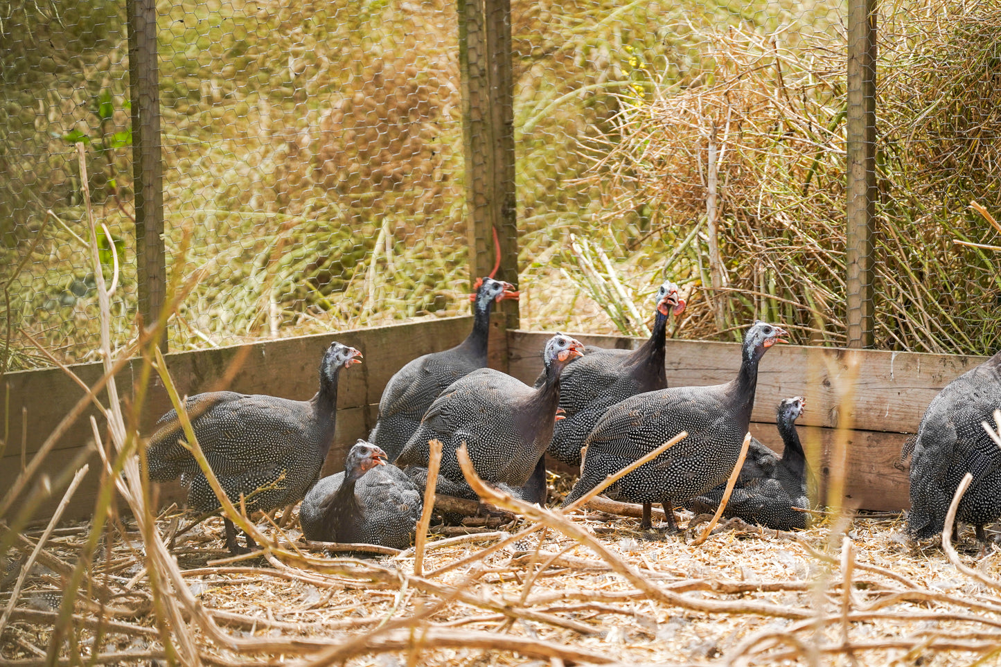 Whole Free Range Guinea Fowl