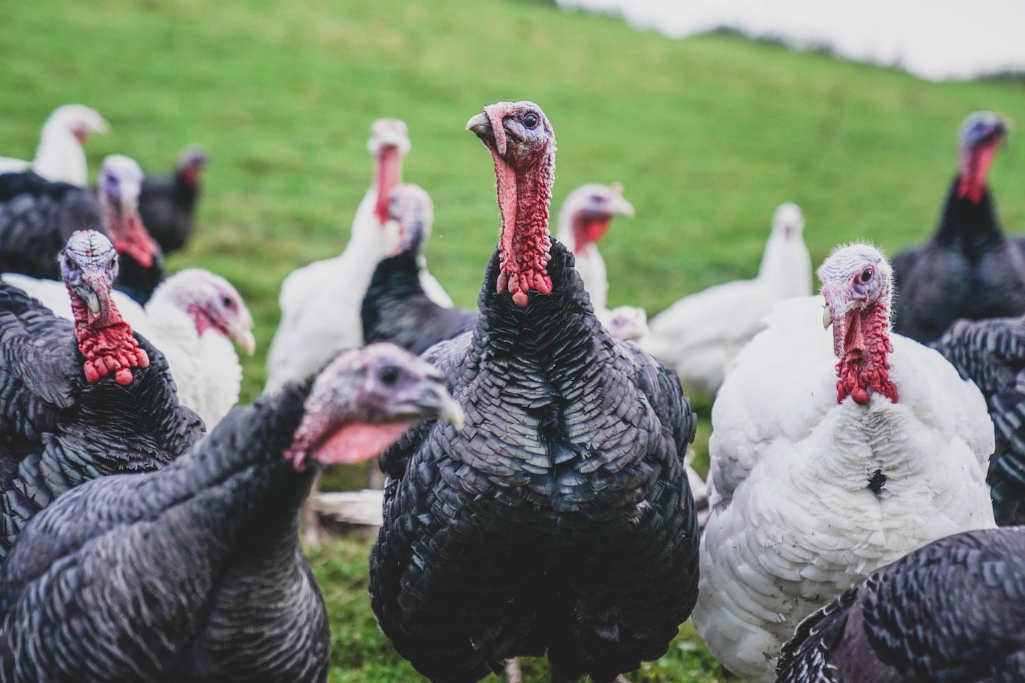 Free Range Bronze Whole Turkeys