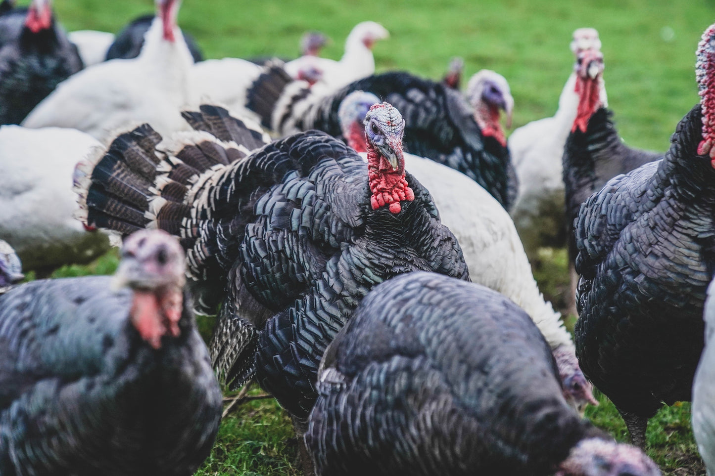 Free Range Bronze Turkey Breast – Boned And Rolled