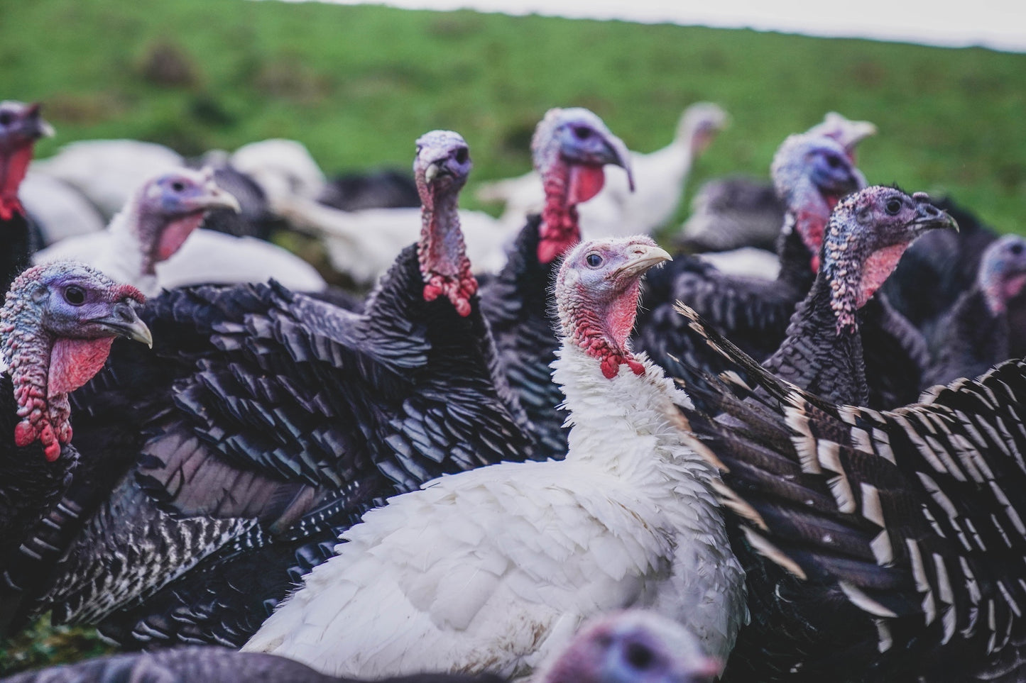 Free Range Bronze Turkey Crowns