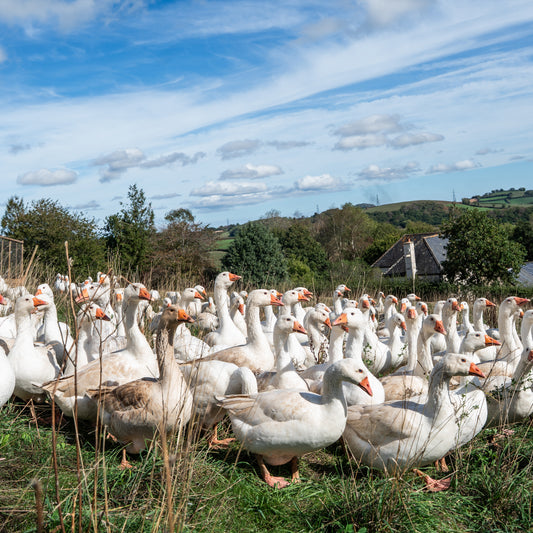 Free Range Whole Goose