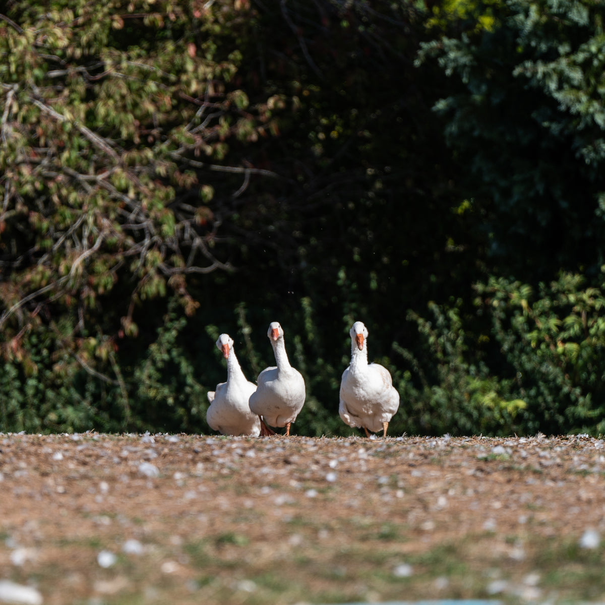 Free Range Whole Goose