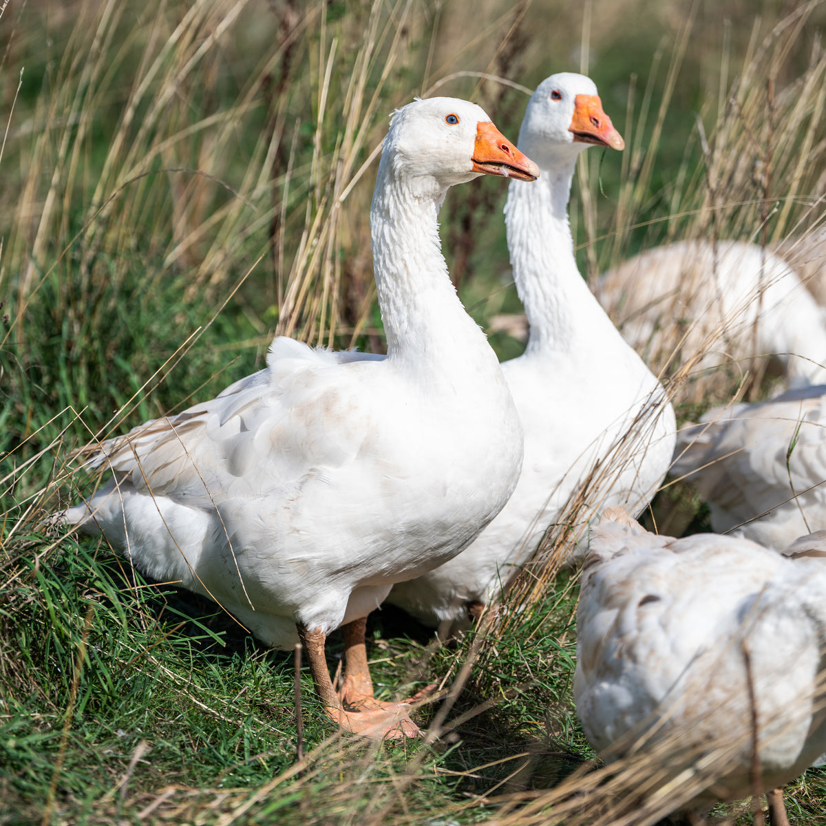 Free Range Whole Goose